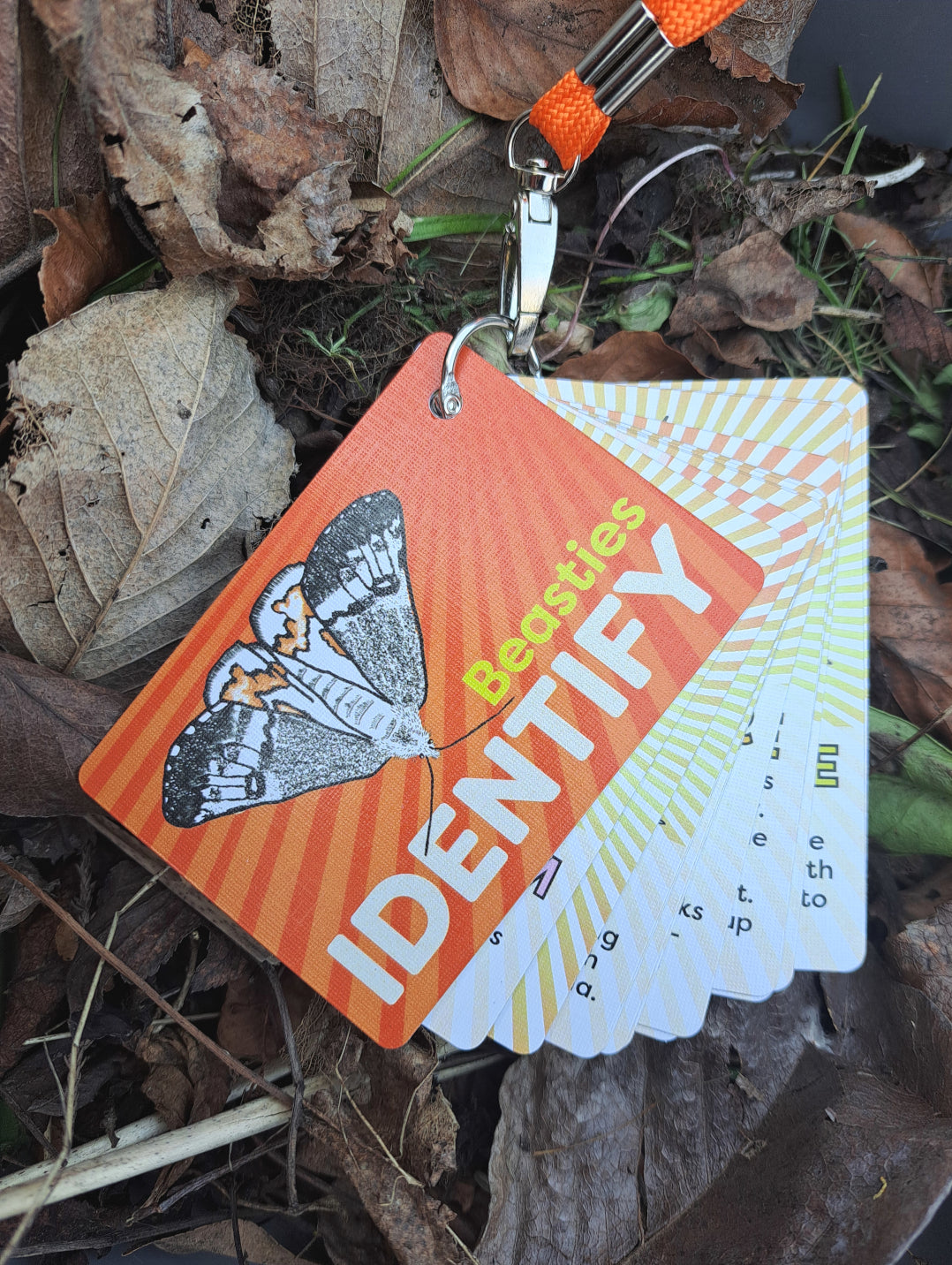 IDENTIFY Minibeasts and Trees Explorer Cards