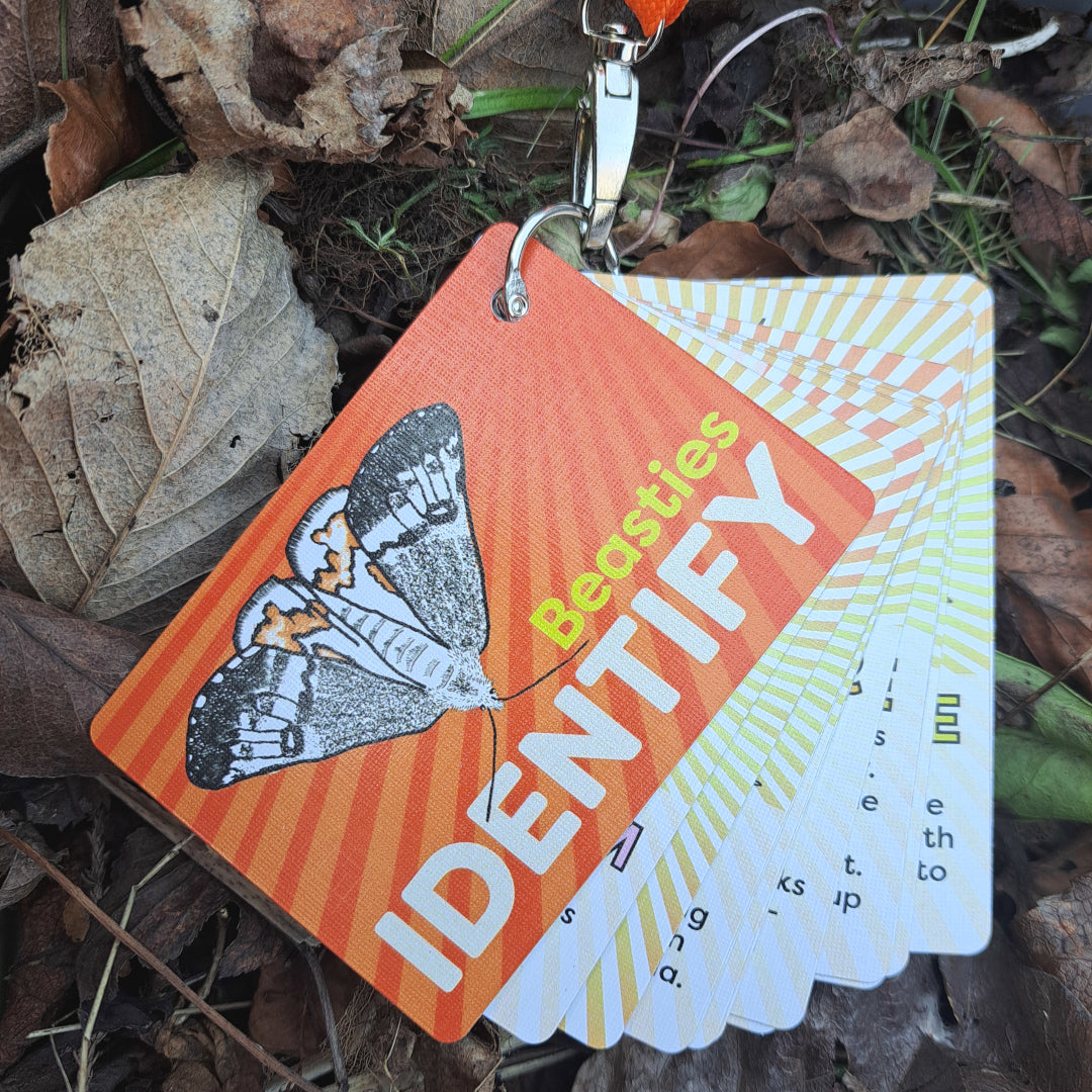 IDENTIFY Minibeasts and Trees Explorer Cards