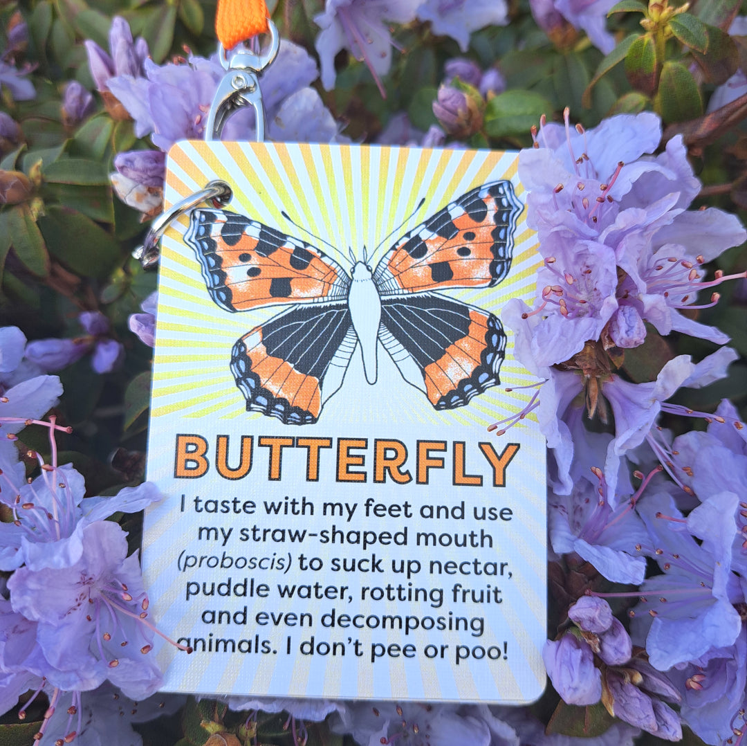 IDENTIFY Minibeasts and Trees Explorer Cards