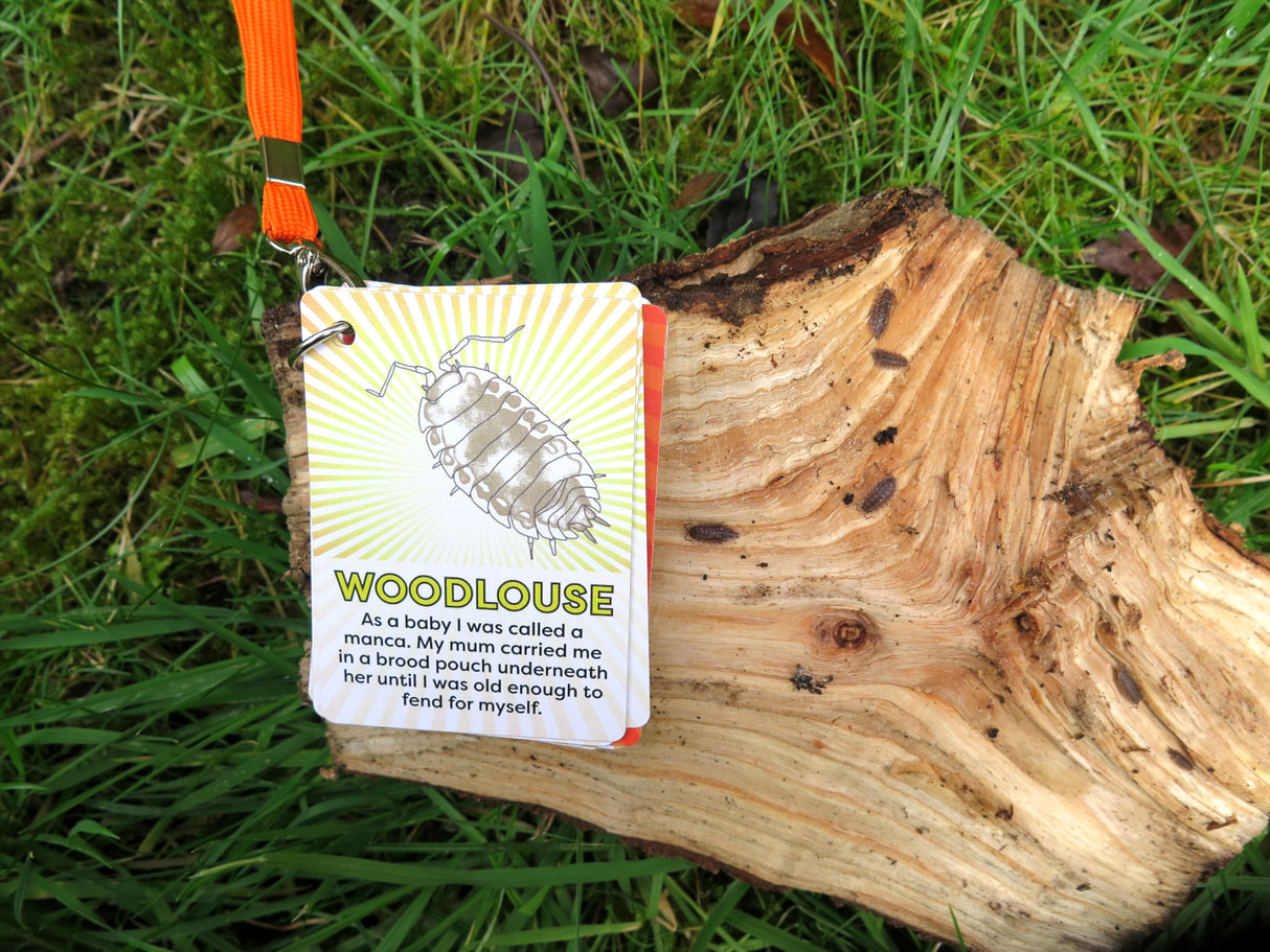 IDENTIFY Minibeasts and Trees Explorer Cards