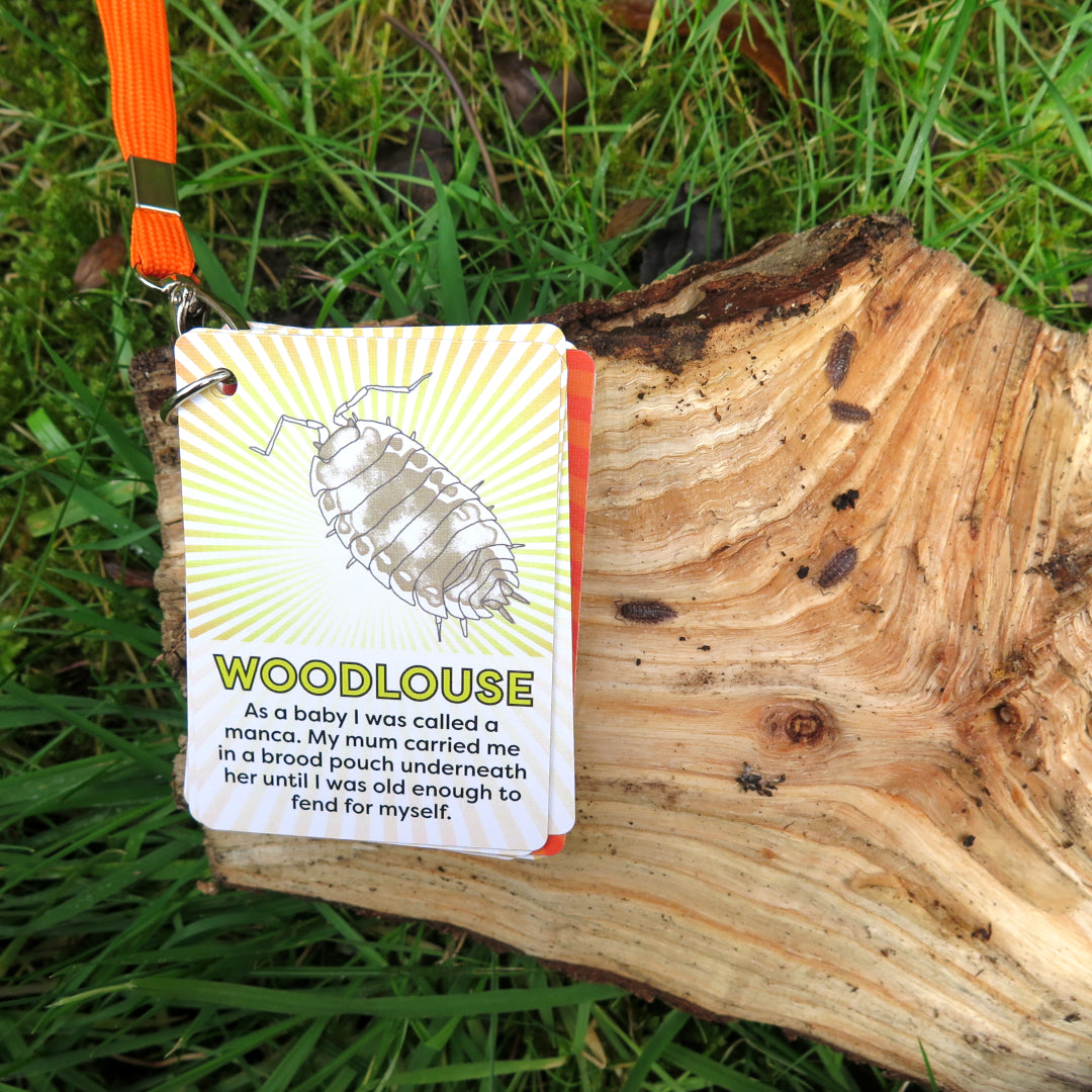 IDENTIFY Minibeasts and Trees Explorer Cards