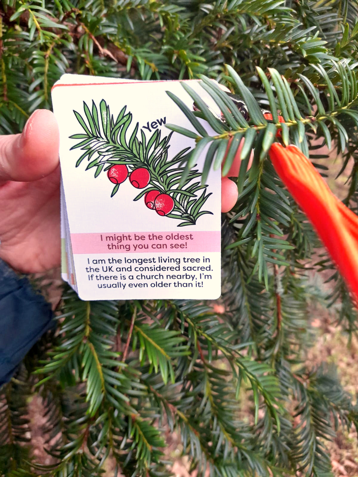 IDENTIFY Minibeasts and Trees Explorer Cards