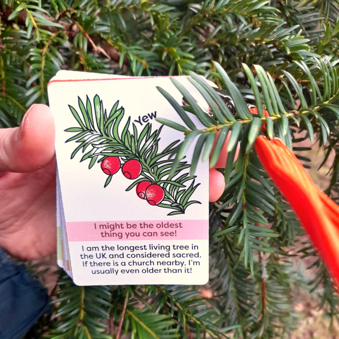 IDENTIFY Minibeasts and Trees Explorer Cards